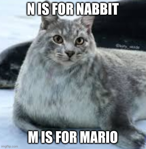 Ceal | N IS FOR NABBIT M IS FOR MARIO | image tagged in ceal | made w/ Imgflip meme maker