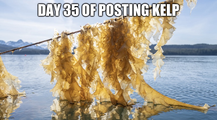 Kelp | DAY 35 OF POSTING KELP | image tagged in kelp | made w/ Imgflip meme maker