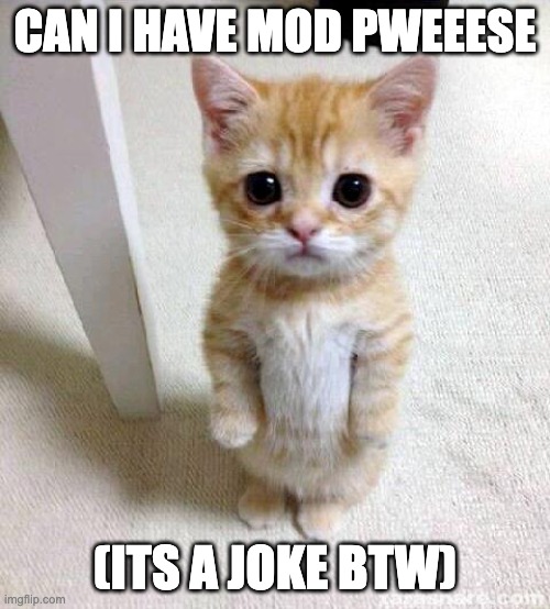 (Mod note : Ik it’s a joke but no XD) | CAN I HAVE MOD PWEEESE; (ITS A JOKE BTW) | image tagged in memes,cute cat | made w/ Imgflip meme maker