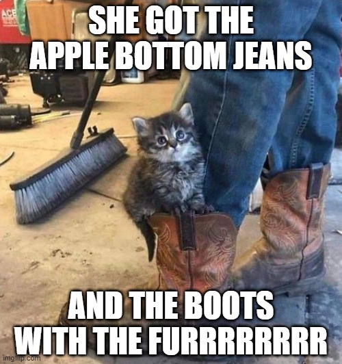 Shawty Got Low | SHE GOT THE APPLE BOTTOM JEANS; AND THE BOOTS WITH THE FURRRRRRRR | image tagged in cute cat | made w/ Imgflip meme maker