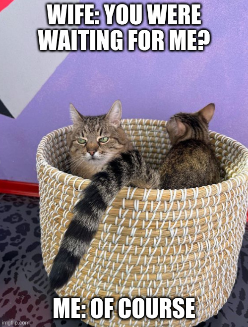 Sometimes you want to be alone for a while | WIFE: YOU WERE WAITING FOR ME? ME: OF COURSE | image tagged in stepan the cat from ukraine,alone,wife,husband | made w/ Imgflip meme maker