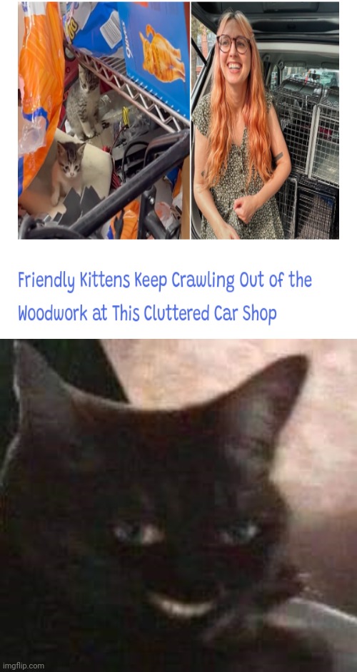 At the car shop | image tagged in creepy cat,kittens,crawling,cats,cat,memes | made w/ Imgflip meme maker