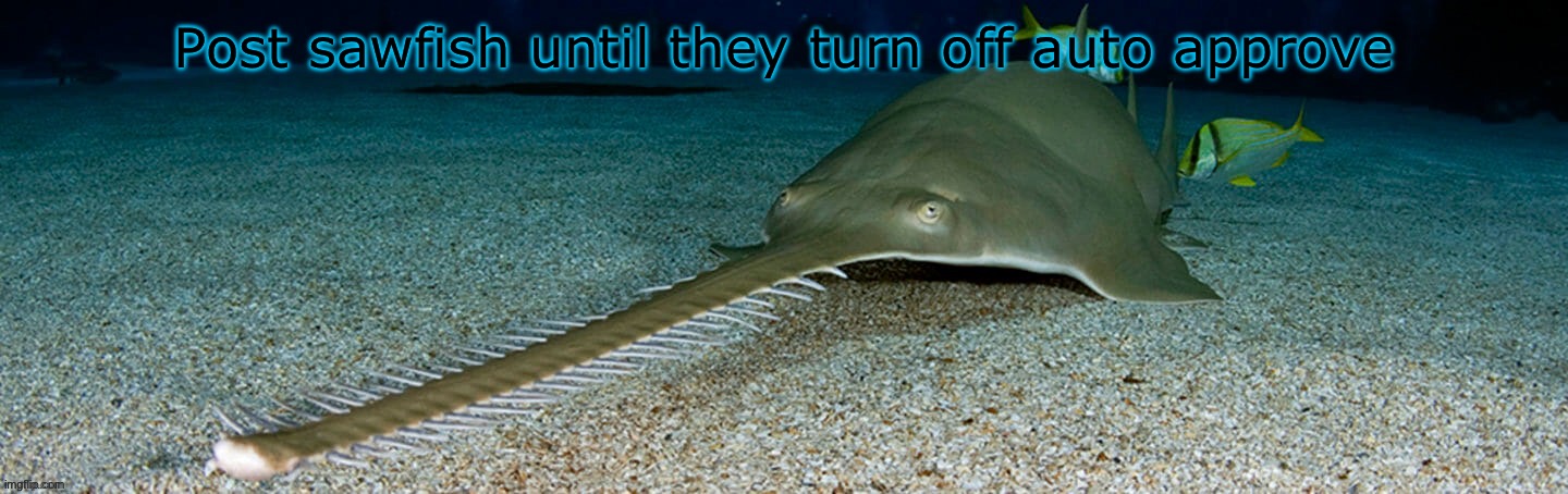 It would be so funny if there’s like a pure terabyte of sawfish that they have to disable auto approve | Post sawfish until they turn off auto approve | image tagged in cool sawfish | made w/ Imgflip meme maker