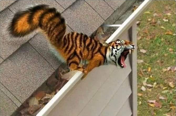 Tiger Squirrel Blank Meme Template