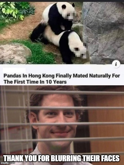 Panda Sex | THANK YOU FOR BLURRING THEIR FACES | image tagged in jim halpert smirking | made w/ Imgflip meme maker