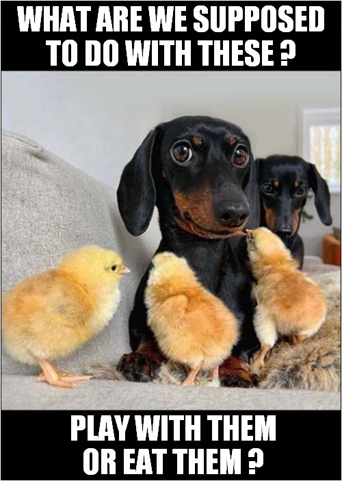Dachsund Confusion ! | WHAT ARE WE SUPPOSED TO DO WITH THESE ? PLAY WITH THEM OR EAT THEM ? | image tagged in dogs,dachshunds,chicks,confusion | made w/ Imgflip meme maker