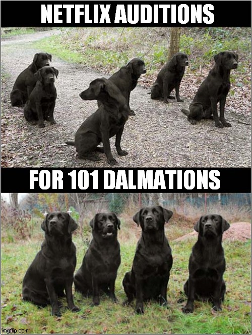 What Is Wrong With This Picture ? | NETFLIX AUDITIONS; FOR 101 DALMATIONS | image tagged in netflix,black,labrador,dalmation,dark humour | made w/ Imgflip meme maker