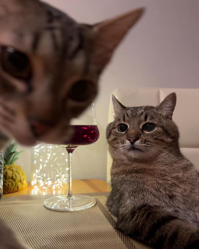 Stepan cat Blank Meme Template