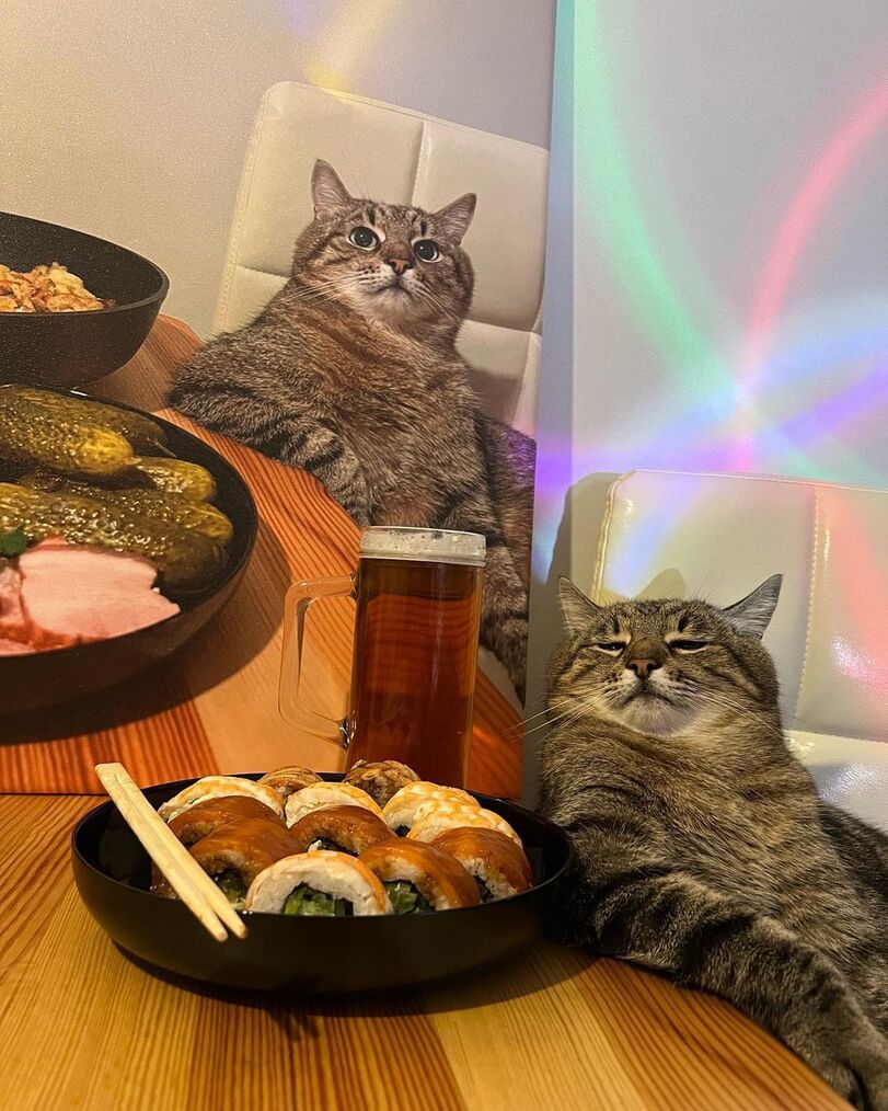Stepan cat Blank Meme Template