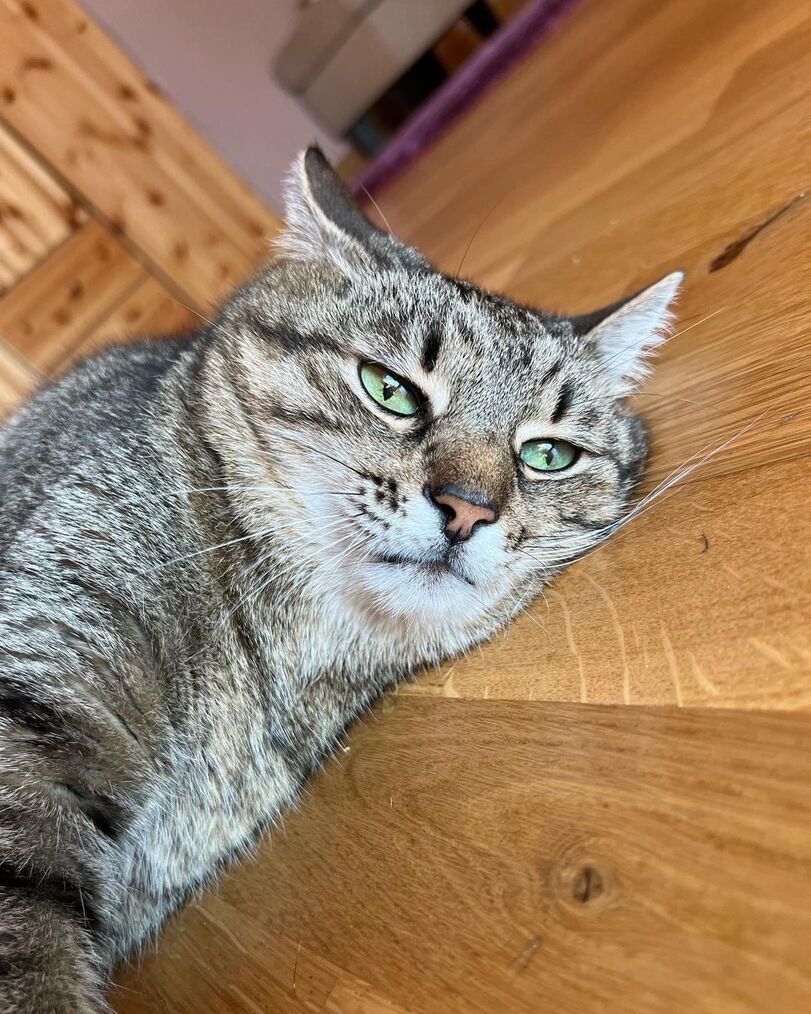 Stepan cat Blank Meme Template