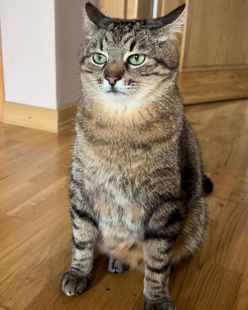 Stepan cat Blank Meme Template