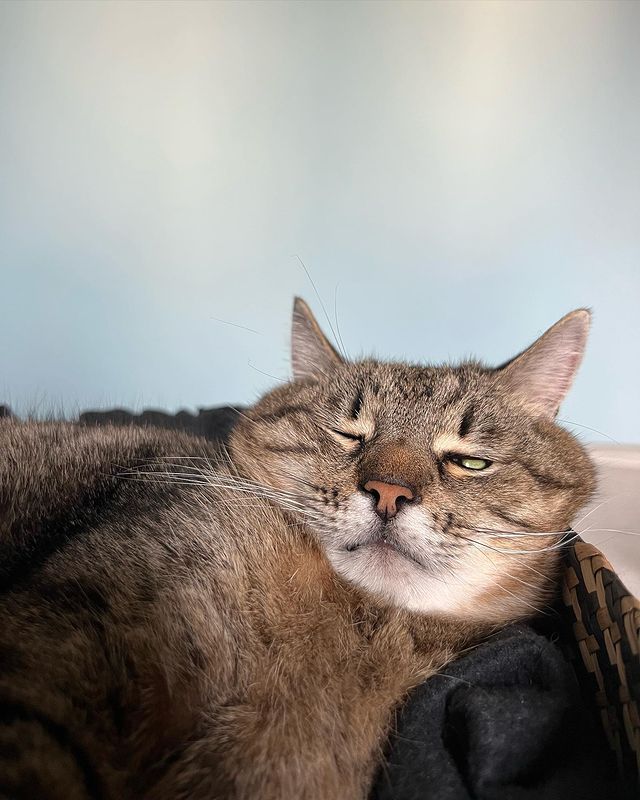 Stepan cat Blank Meme Template