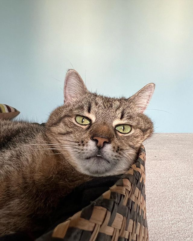 Stepan cat Blank Meme Template