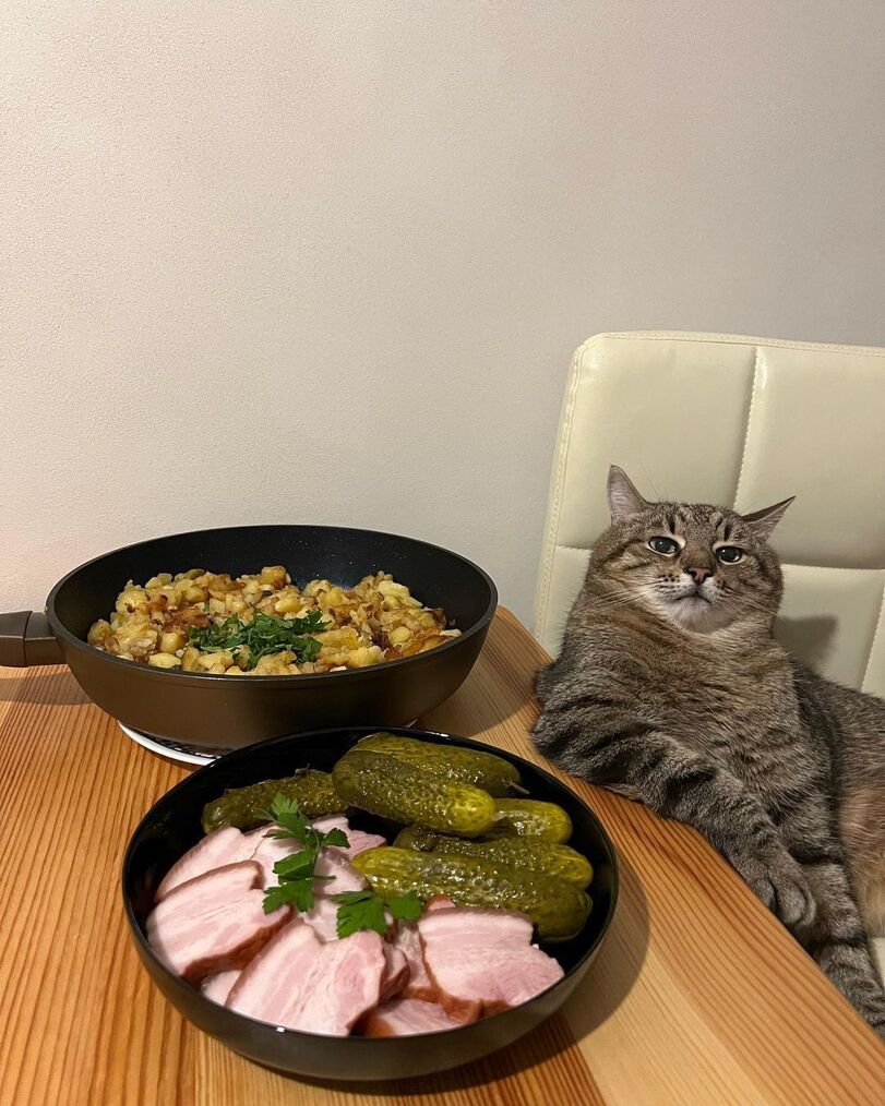 Stepan cat Blank Meme Template