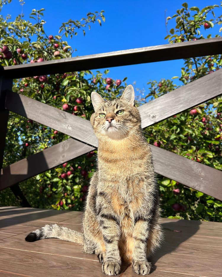 Stepan cat Blank Meme Template