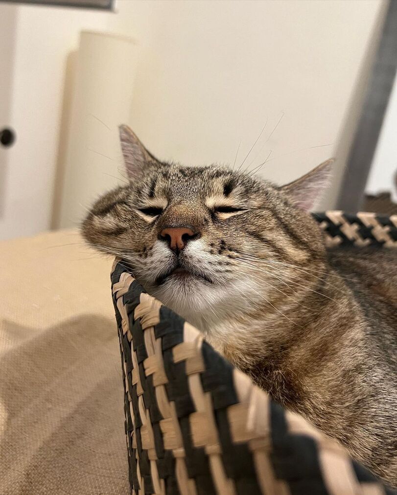 Stepan cat Blank Meme Template
