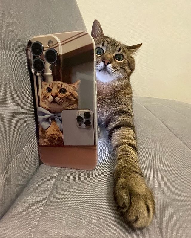 Stepan cat Blank Meme Template