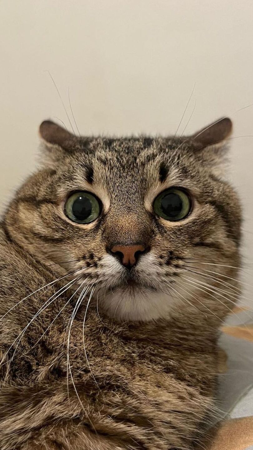 Stepan cat Blank Meme Template