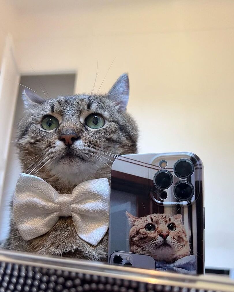 Stepan cat Blank Meme Template