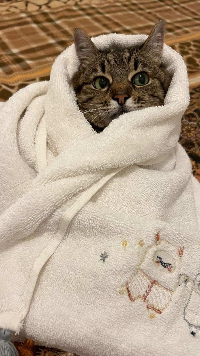 Stepan cat Blank Meme Template
