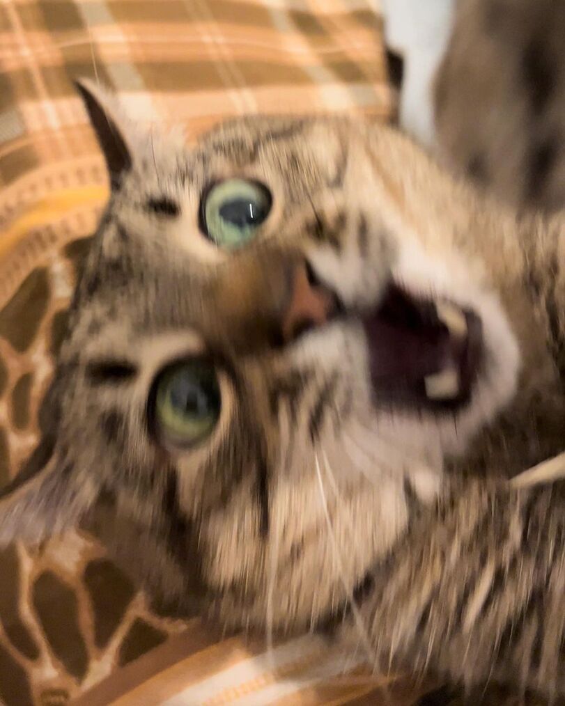 Stepan cat Blank Meme Template