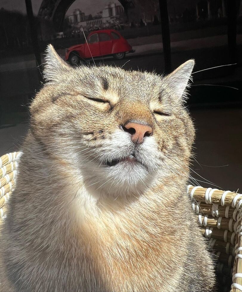 Stepan cat Blank Meme Template
