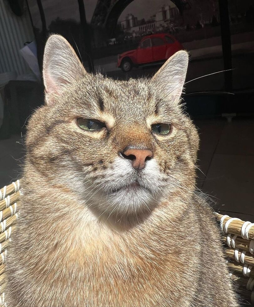 Stepan cat Blank Meme Template