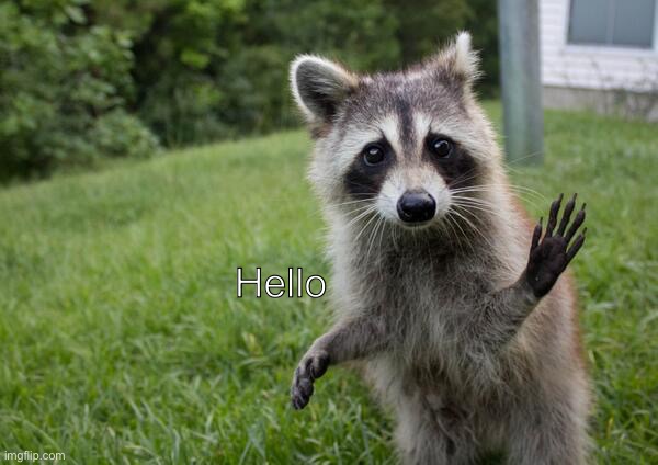 Raccoon waving | Hello | image tagged in raccoon waving | made w/ Imgflip meme maker