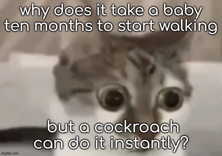 bombastic side eye cat | why does it take a baby ten months to start walking; but a cockroach can do it instantly? | image tagged in bombastic side eye cat | made w/ Imgflip meme maker