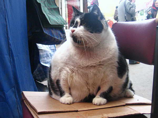Bazaar pussy Blank Meme Template