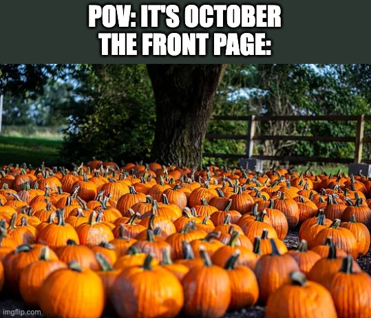 So Many Halloween Memes | POV: IT'S OCTOBER
THE FRONT PAGE: | image tagged in pumpkin field,memes | made w/ Imgflip meme maker