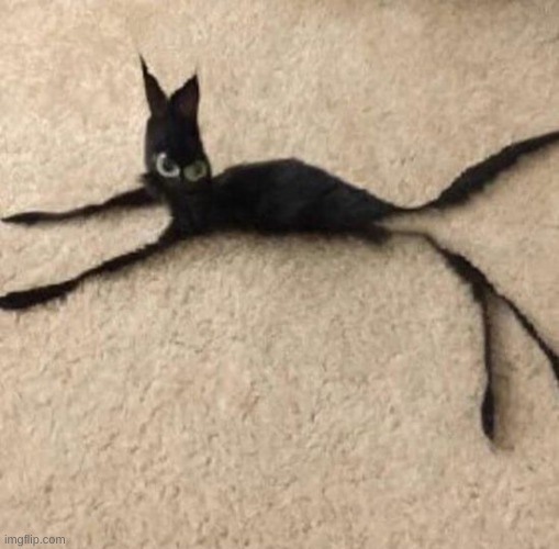 string cat | image tagged in string cat | made w/ Imgflip meme maker
