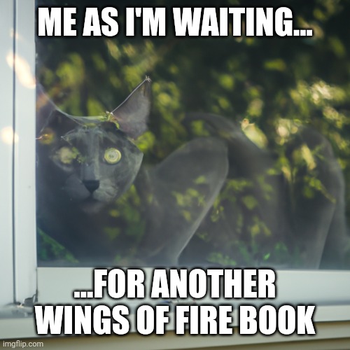 I'm waiting | ME AS I'M WAITING... ...FOR ANOTHER WINGS OF FIRE BOOK | image tagged in cat,waiting | made w/ Imgflip meme maker