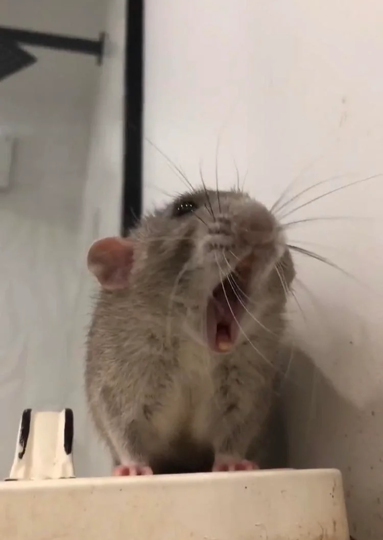 High Quality Heck Yeah Rat Blank Meme Template