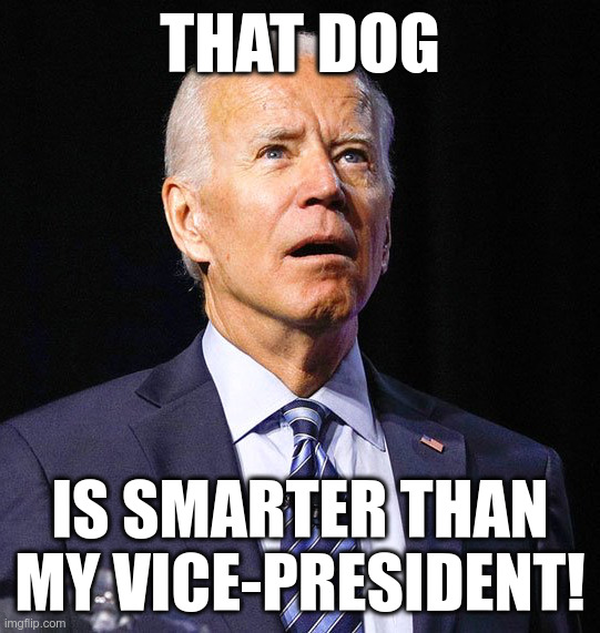 THAT DOG IS SMARTER THAN MY VICE-PRESIDENT! | image tagged in joe biden | made w/ Imgflip meme maker