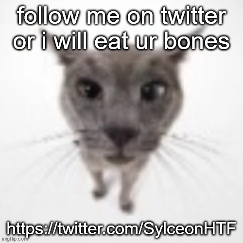 Goofy ahh Cat | follow me on twitter or i will eat ur bones; https://twitter.com/SylceonHTF | image tagged in goofy ahh cat | made w/ Imgflip meme maker