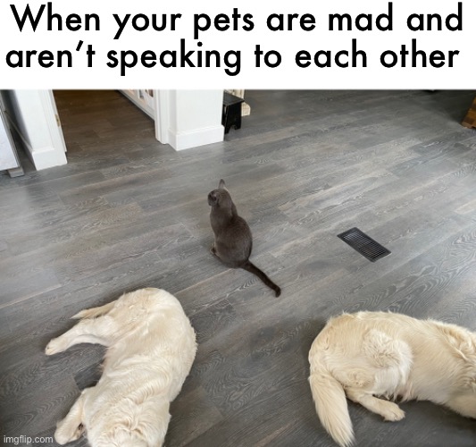 giving each other the cold shoulder… | When your pets are mad and aren’t speaking to each other | image tagged in funny,meme,pets,not speaking,dogs,cat | made w/ Imgflip meme maker