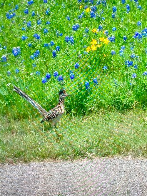 Roadrunner (beep,beep) | image tagged in roadrunner,for real,phone photography,picture | made w/ Imgflip meme maker