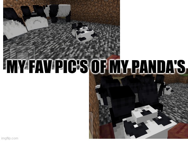 my pandas | MY FAV PIC'S OF MY PANDA'S | image tagged in minecraft,pandas | made w/ Imgflip meme maker