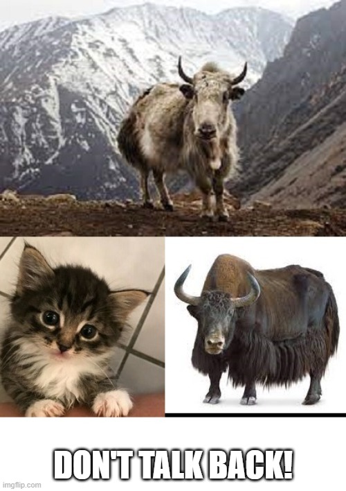 Yakety Yak | DON'T TALK BACK! | image tagged in yak kitty yak,yakety yak,the coasters,lieber and stoller | made w/ Imgflip meme maker