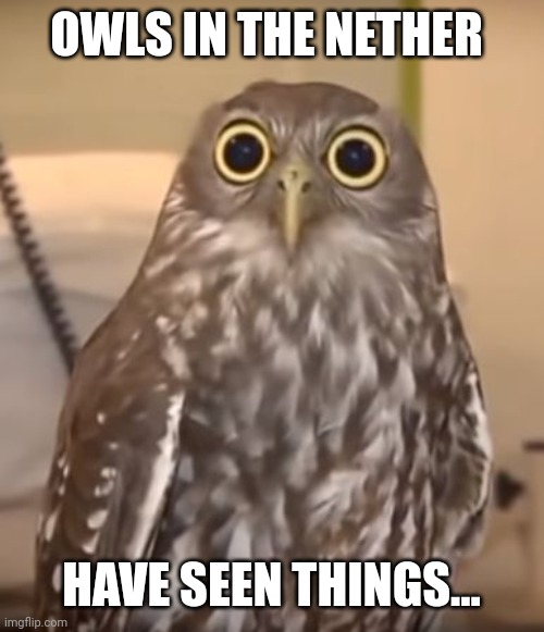 owl-big-eyes | OWLS IN THE NETHER; HAVE SEEN THINGS... | image tagged in owl-big-eyes | made w/ Imgflip meme maker