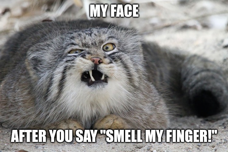 Wild Cat | MY FACE; AFTER YOU SAY "SMELL MY FINGER!" | image tagged in wild cat | made w/ Imgflip meme maker