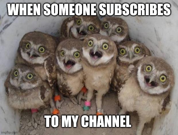 Excited Owls | WHEN SOMEONE SUBSCRIBES; TO MY CHANNEL | image tagged in excited owls | made w/ Imgflip meme maker