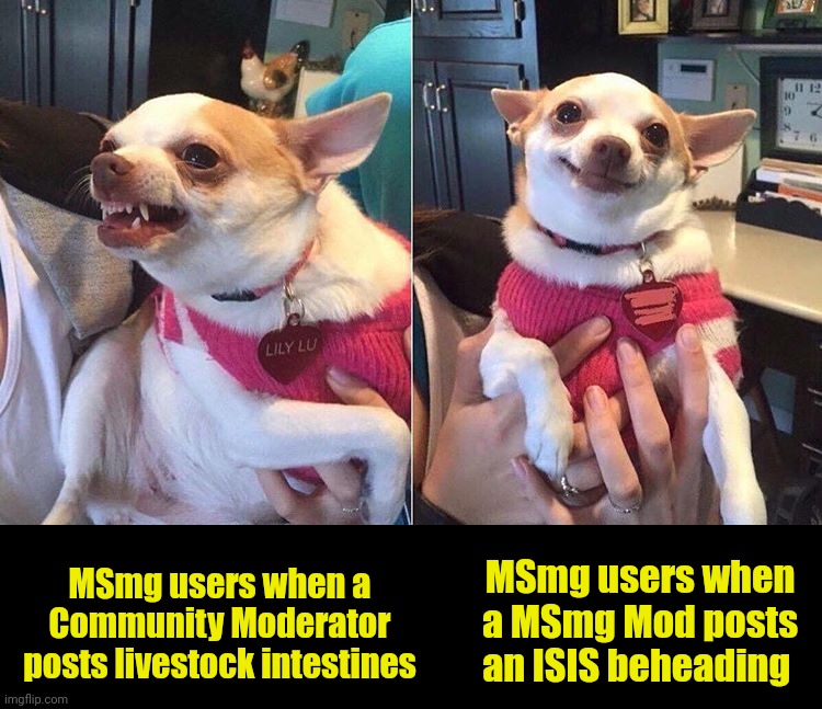 Where was the outrage when that MSmg Stream Moderator posted ISIS beheading gifs in MSmg? | MSmg users when a Community Moderator posts livestock intestines; MSmg users when a MSmg Mod posts an ISIS beheading | image tagged in angry dog meme | made w/ Imgflip meme maker