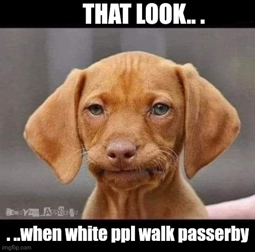 That Look | THAT LOOK.. . . ..when white ppl walk passerby | image tagged in puppy dog | made w/ Imgflip meme maker
