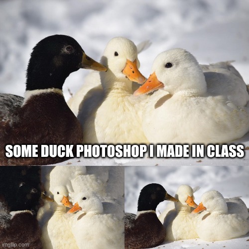 2 of them are Photoshop. | SOME DUCK PHOTOSHOP I MADE IN CLASS | image tagged in dunkin ducks,ducks,photoshop | made w/ Imgflip meme maker