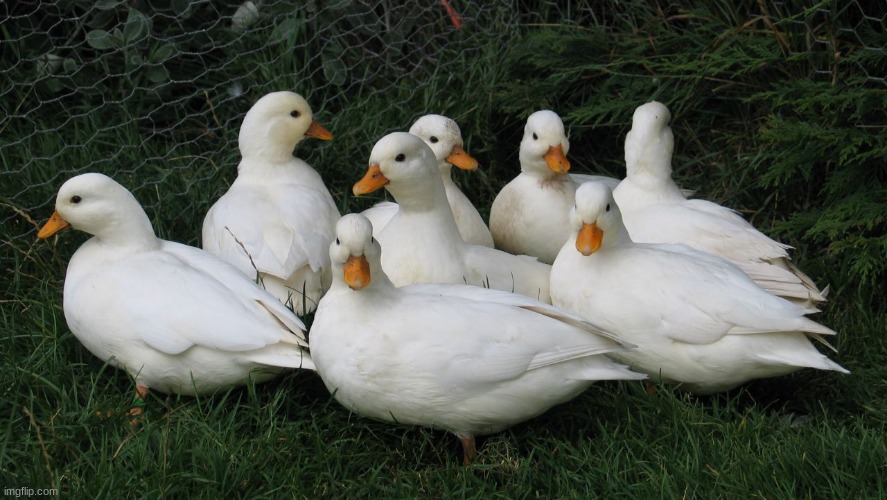 Pair of White Call Ducks | image tagged in ducks | made w/ Imgflip meme maker