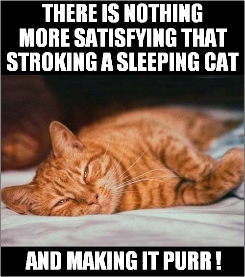 I Want To Do This ! | THERE IS NOTHING MORE SATISFYING THAT STROKING A SLEEPING CAT; AND MAKING IT PURR ! | image tagged in cats,sleeping,stroke,purr | made w/ Imgflip meme maker