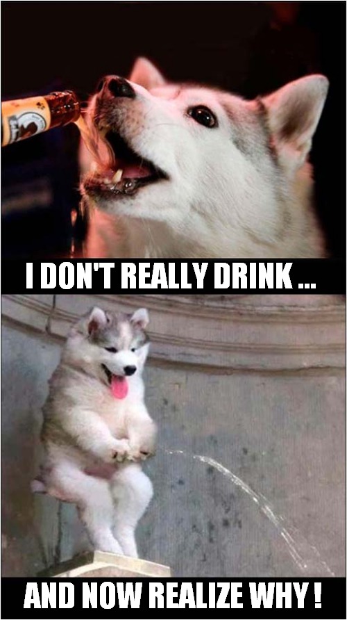 Husky Has Regrets ! | I DON'T REALLY DRINK ... AND NOW REALIZE WHY ! | image tagged in dogs,husky,drinking,peeing | made w/ Imgflip meme maker