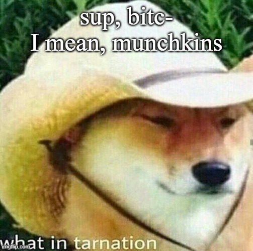 What in tarnation dog | sup, bitc-
I mean, munchkins | image tagged in what in tarnation dog | made w/ Imgflip meme maker